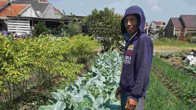 Berkunjung Ke Kebun Bunga Kol Organik Mitra Gogrin