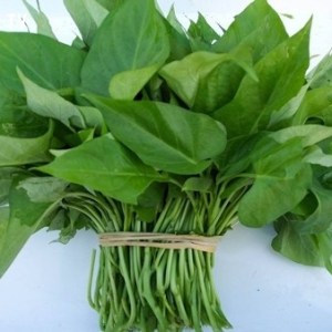Daun ketela rambat