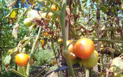 Mencegah Tomat Organik Terserang Penyakit