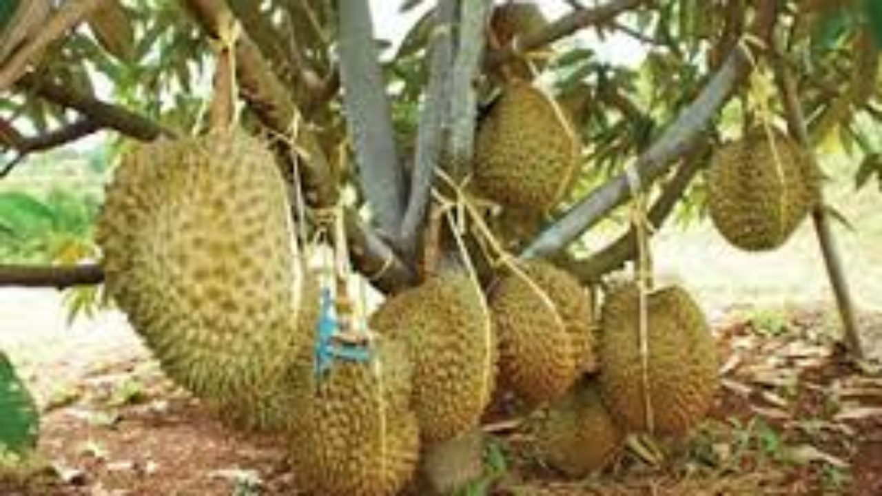 Cara  Okulasi Durian Yang Benar
