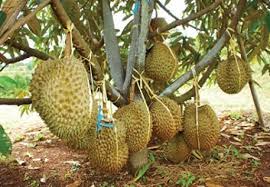 Cara Meningkatkan Kualitas Durian