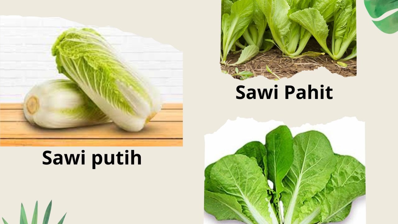 Macam Macam Sawi dan Perbedaannya - ORGOMEDIA