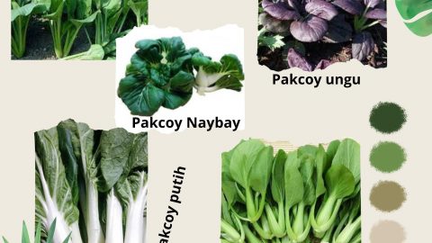 Macam Macam Sawi dan Perbedaannya - ORGOMEDIA